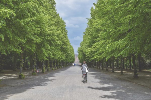 20230203_Hp_Allee_Antrag_Baeume_SPD_Fraktion_Troisdorf_Umwelt_Klima_Klimaschutz_Mikroklima