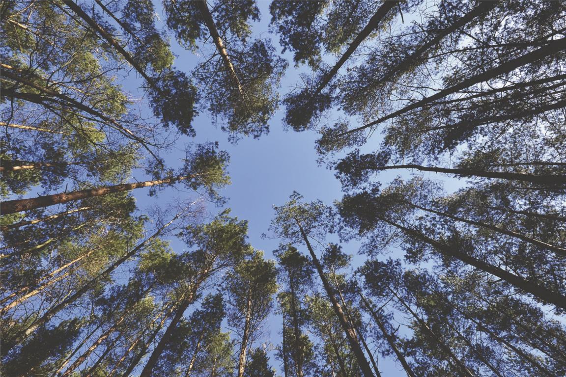 20230222_Hp_Wald_Baeume_neu_1000_SPD_Fraktion_Troisdorf_pixabay