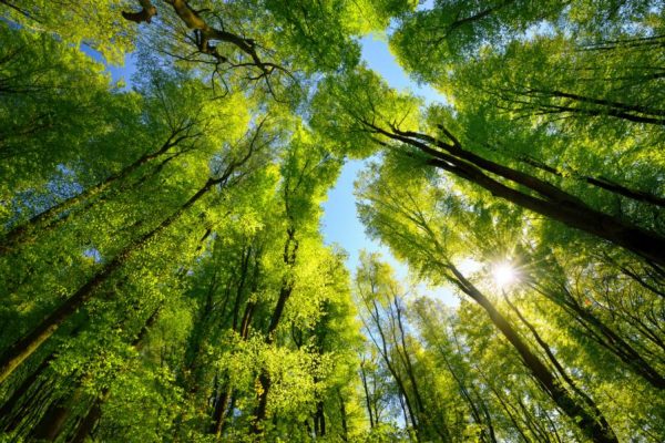 20230309_Newsletter_Wald_Baeume_neu_Troisdorf_SPD_Fraktion_Neupflanzung
