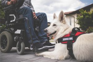 202304_HP_Assistenzhund_Hundesteuer_Steuerbefreiung_Hilfe_Unterstuetzung_Behinderung Troisdorf SPD Fraktion
