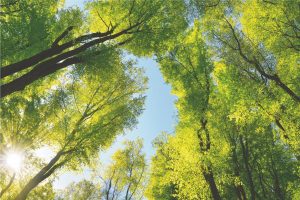 20230905_HP_1000_Baeume_Baumpflanzprogramm_Klimaschutz_Gruen_Umwelt_Buergerbeteiligung_Partizipation_SPD_Fraktion_Troisdorf